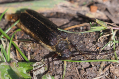 Microplophorus magellanicus