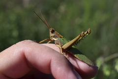 Coryacris angustipennis
