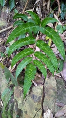 Coniogramme intermedia