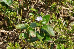 Vinca minor