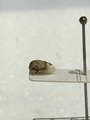 Cyrtolobus maculifrontis