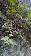 Ficus pumila awkeotsang