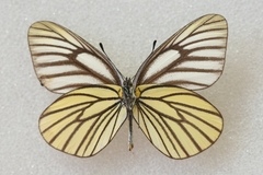 Aporia bieti