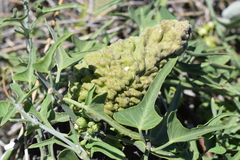 Araujia brachystephana