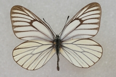 Aporia bieti