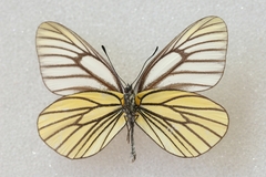 Aporia bieti
