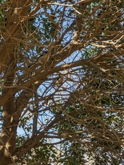Aegithalos caudatus