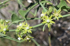 Araujia brachystephana