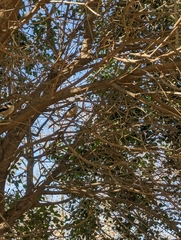 Aegithalos caudatus