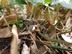 Asarum caudigerum