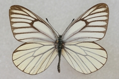 Aporia bieti