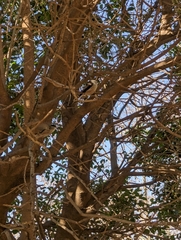 Aegithalos caudatus