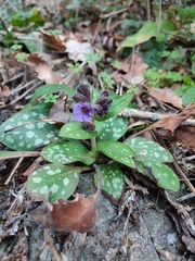 Pulmonaria