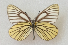 Aporia bieti