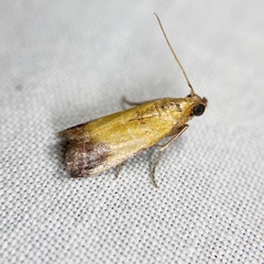 Nephopterix chryserythra