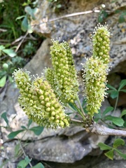 Cussonia