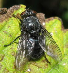 Calliphora uralensis