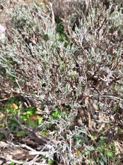 Lavandula pedunculata
