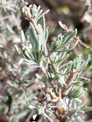 Lavandula pedunculata
