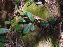 Hydrangea viburnoides