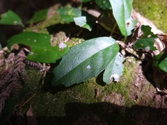 Hydrangea viburnoides