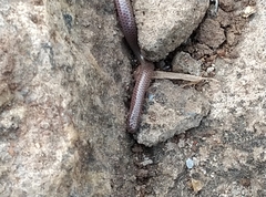 Leptotyphlopidae