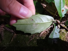 Hydrangea viburnoides