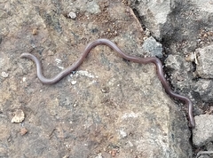 Leptotyphlopidae