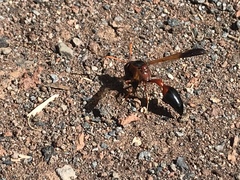 Delta dimidiatipenne