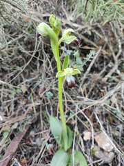 Ophrys fusca