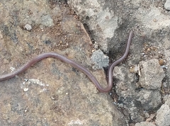 Leptotyphlopidae