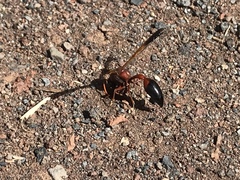 Delta dimidiatipenne