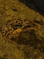 Rana temporaria