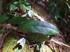 Hydrangea viburnoides