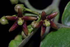 Vincetoxicum cordatum