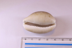 Lyncina vitellus