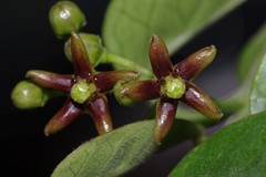 Vincetoxicum cordatum