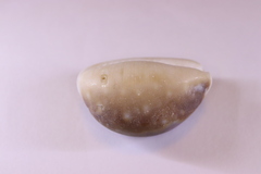 Lyncina vitellus