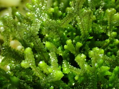 Jubula pennsylvanica