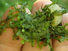 Jubula pennsylvanica