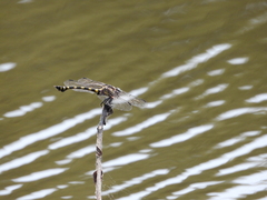 Ictinogomphus decoratus