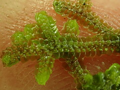 Jubula pennsylvanica