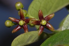 Vincetoxicum cordatum