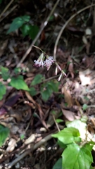 Ainsliaea macroclinidioides