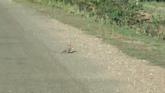 Upupa epops longirostris