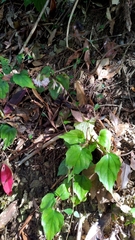 Ainsliaea macroclinidioides