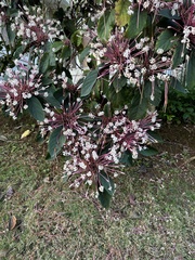 Clerodendrum quadriloculare