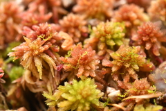 Cephaloziella hampeana