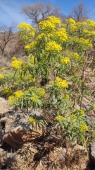 Barkleyanthus salicifolius
