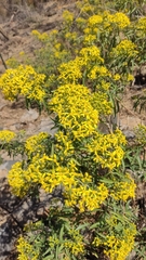Barkleyanthus salicifolius